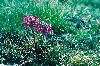 <em>Pedicularis cenisea</em>